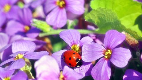 Ein Marienkäfer sitzt auf eine lilafarbende Hortensie