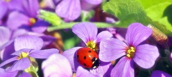 Violette Blumen mit einem Marienkäfer darauf