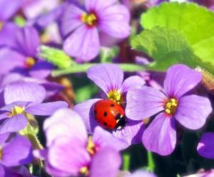 Ein Marienkäfer sitzt auf eine lilafarbende Hortensie